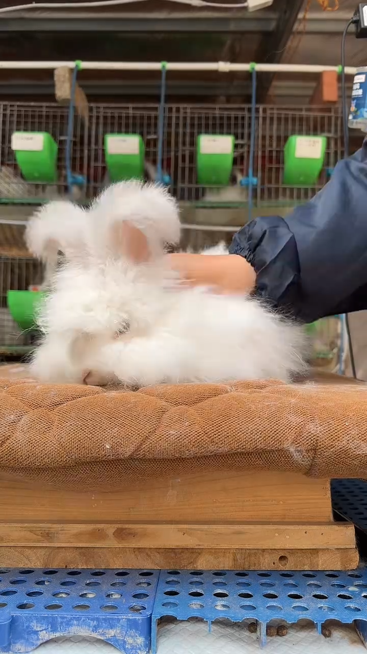 宠物兔安哥拉兔兔