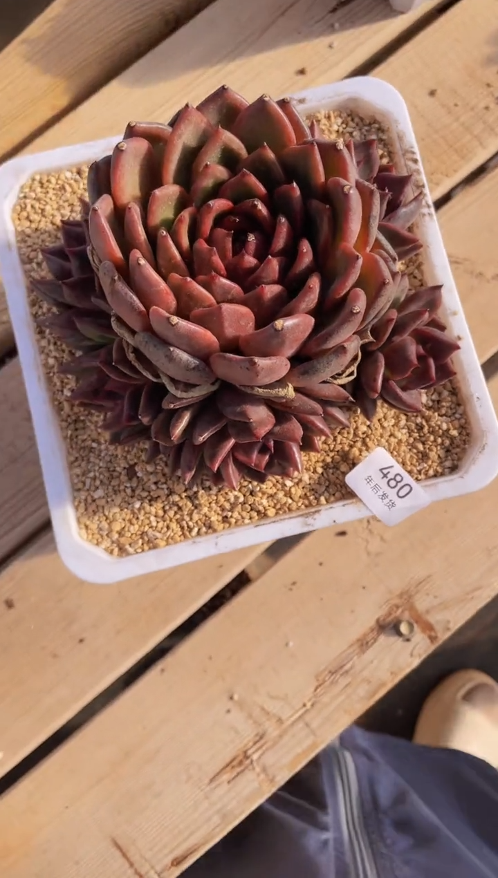 【闪购商品】480爆裂黑萝多肉