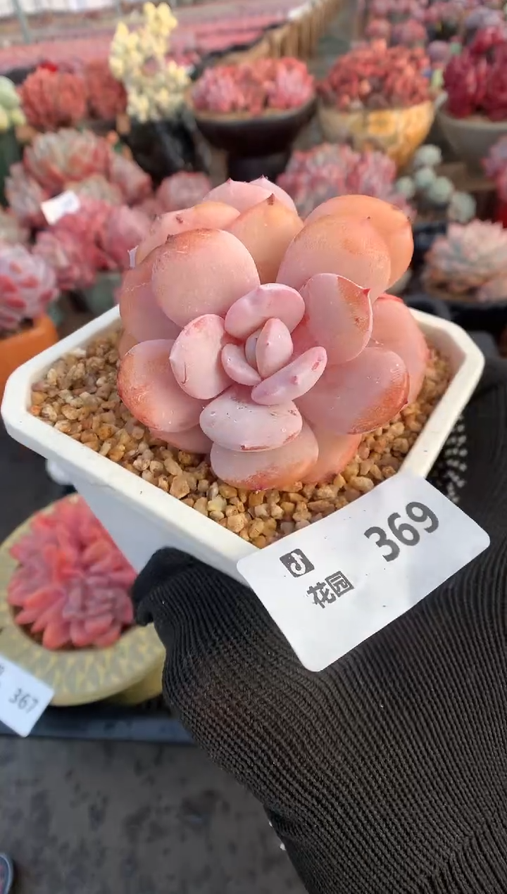 369奶茶微瑕多肉植物一物一拍