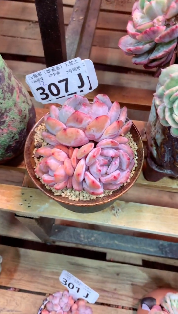 307J（一物一拍，精品多肉，w所见即所得 ）