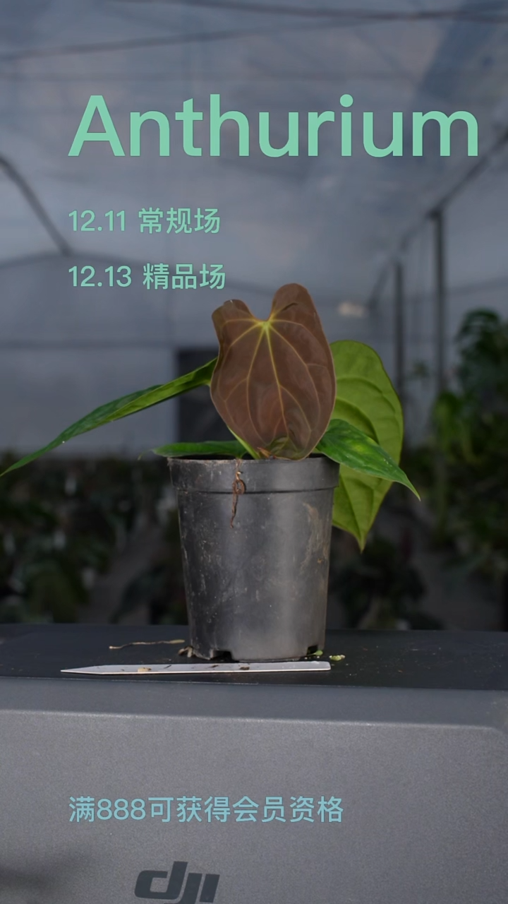 完全开放黑凤凰杂红笼