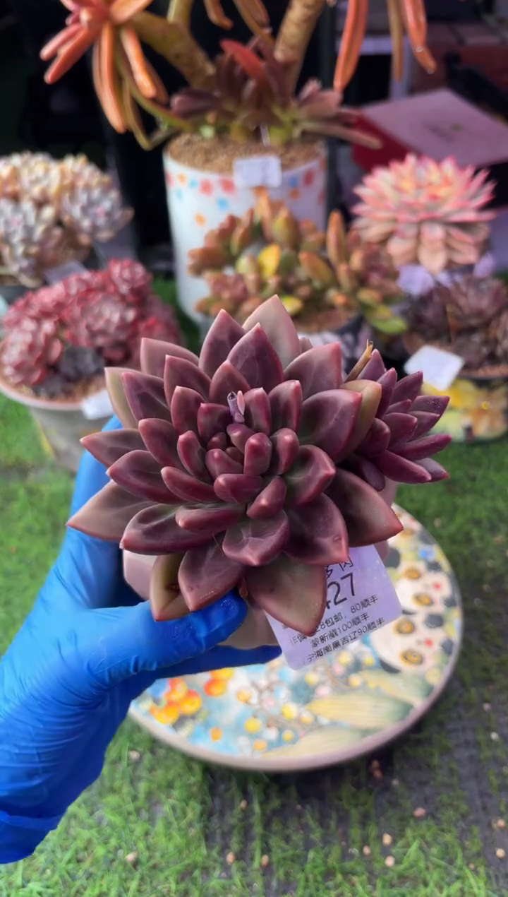 昆明印象多肉5427