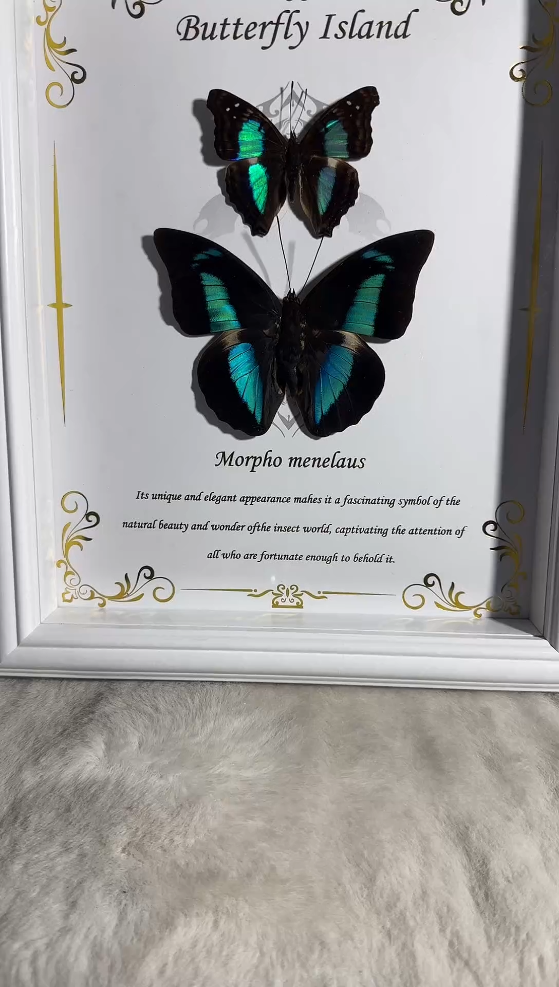 有机玻璃蓝带古靴双生真实蝴蝶标本