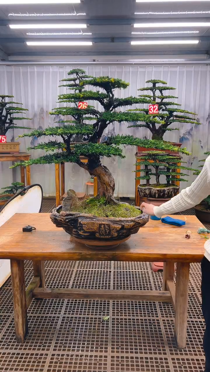无花朵吹*风精品盆景直播间一物一拍