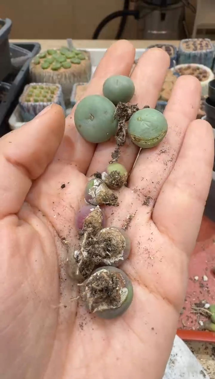 多肉植物肉锥2-394一颗