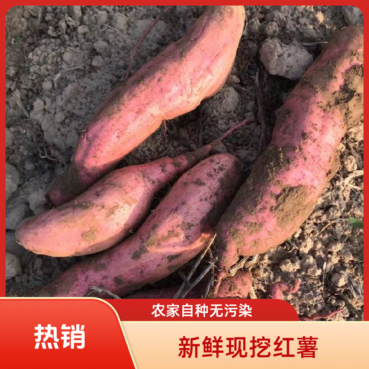 正宗平遥红薯红皮白心绵软甜新鲜现挖