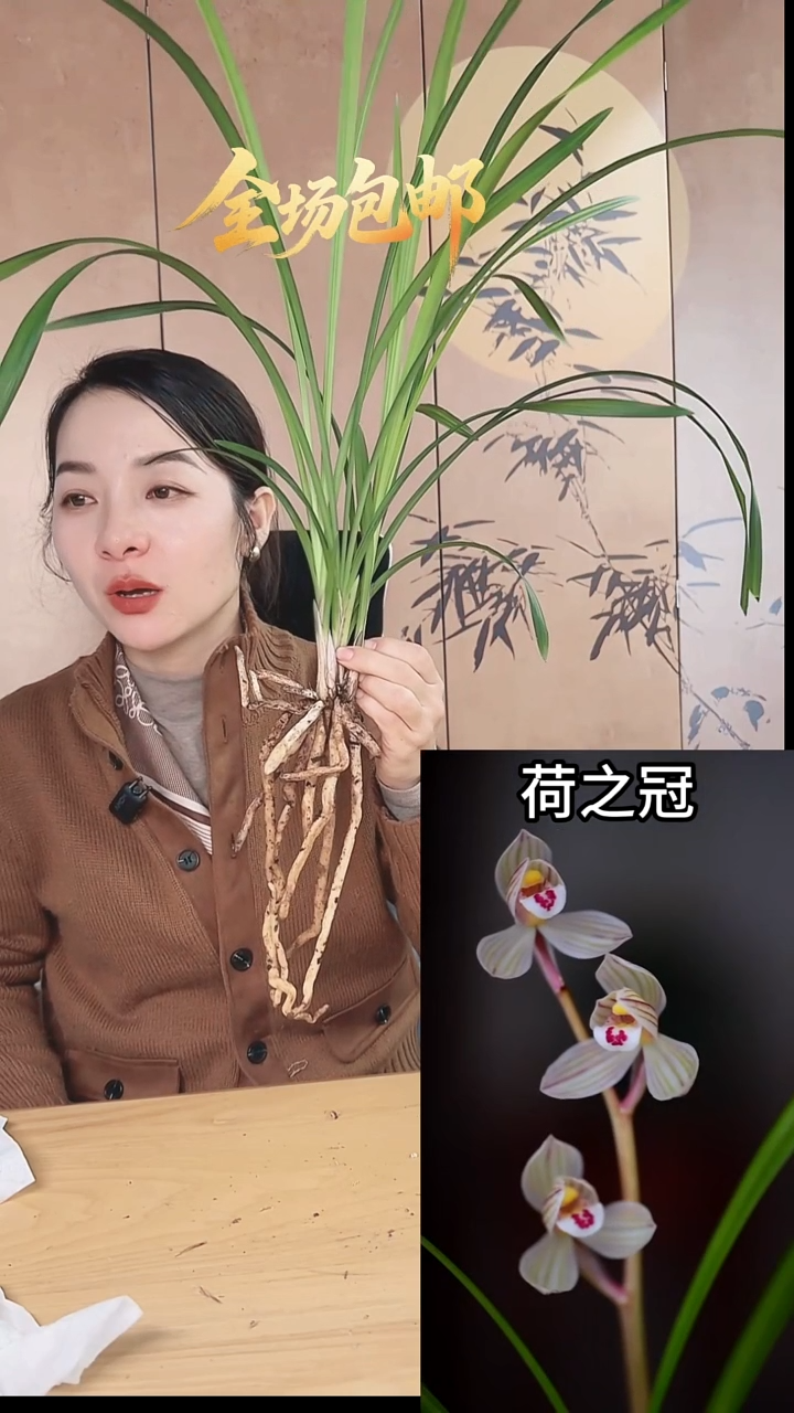 当前无花栽培后可以开花：荷之冠