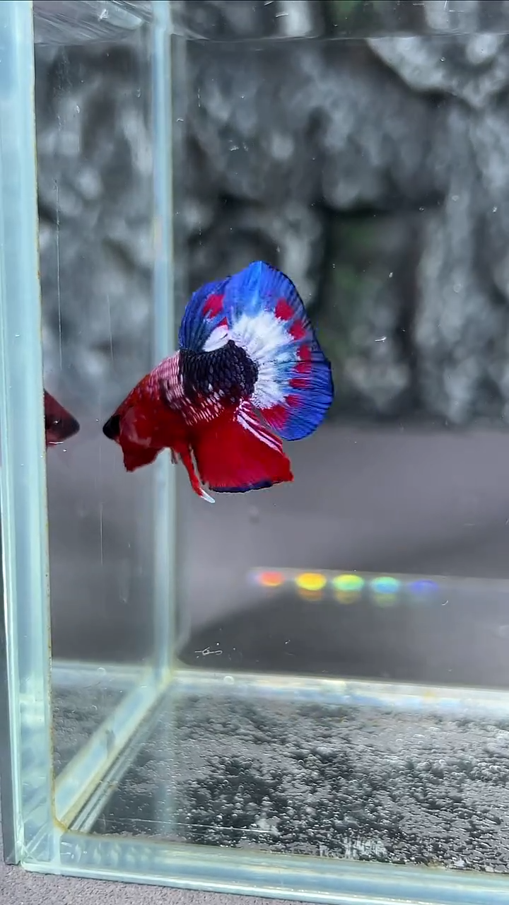 斗鱼竞拍链接A102