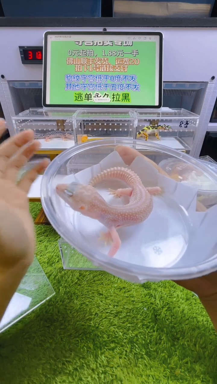 豹纹守宫守宫可爱温顺迷人好看
