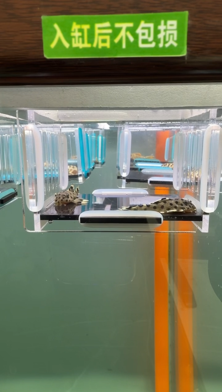 清道夫鱼140号264入缸不包损录制完整开箱视频4.2-4.3厘米