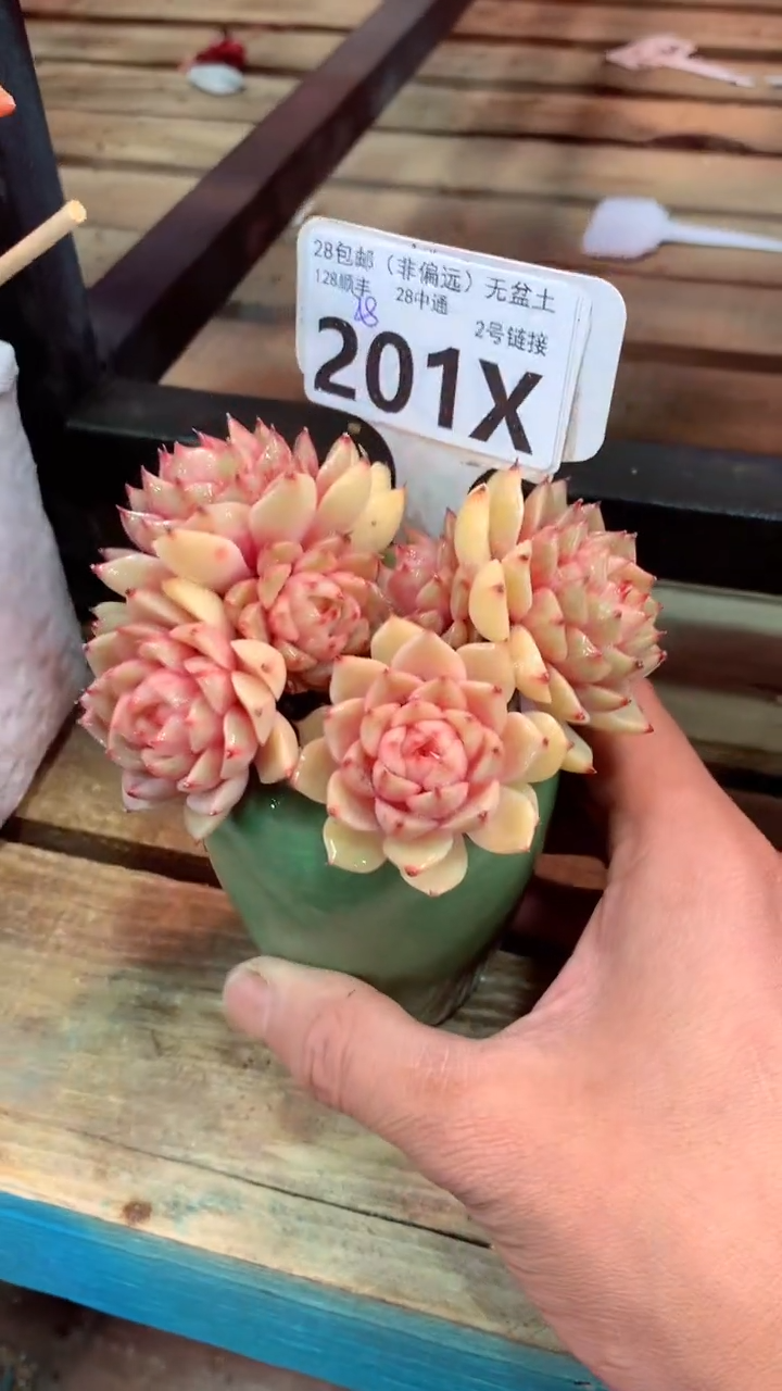 201X（一物一拍，精品多肉，w所见即所得 ）