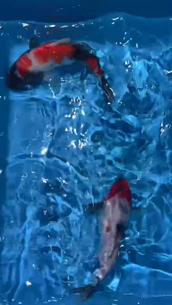 锦鲤点关注右下角竞拍链接出价