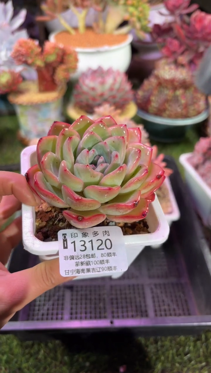 【闪购商品】13120