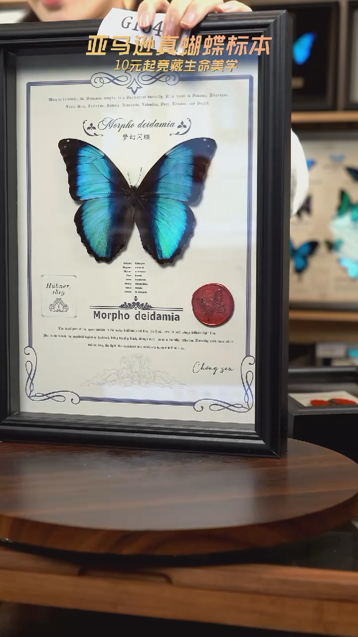 蝴蝶标本摆件竞拍g164
