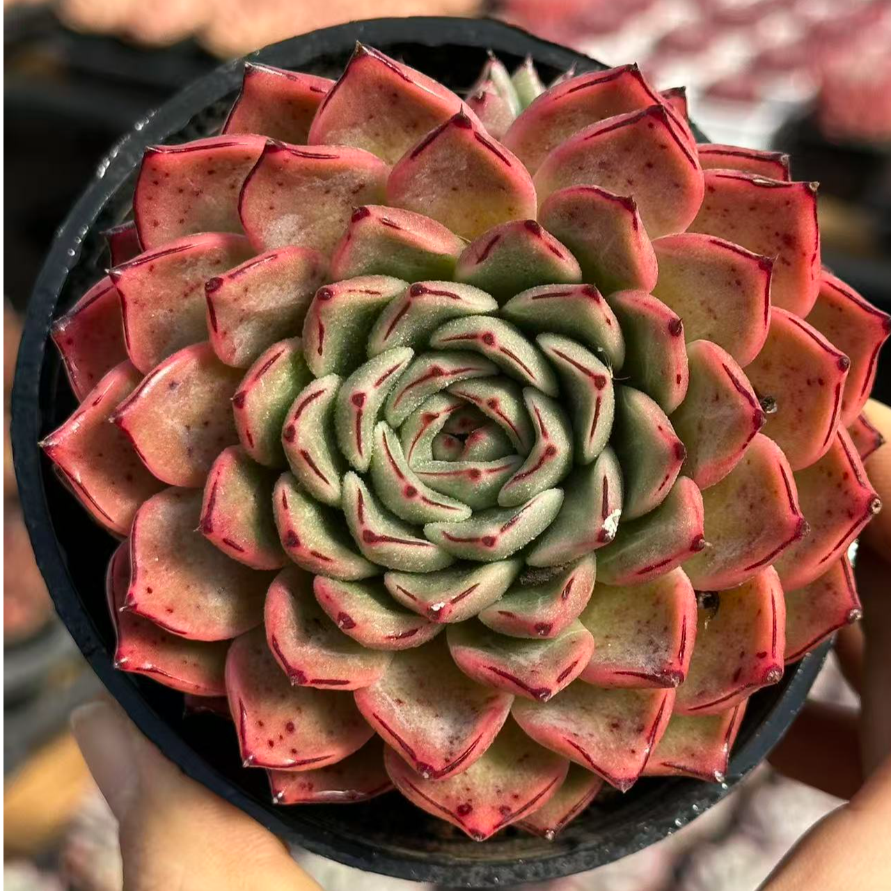 9#断点多肉植物 前男友精品多肉