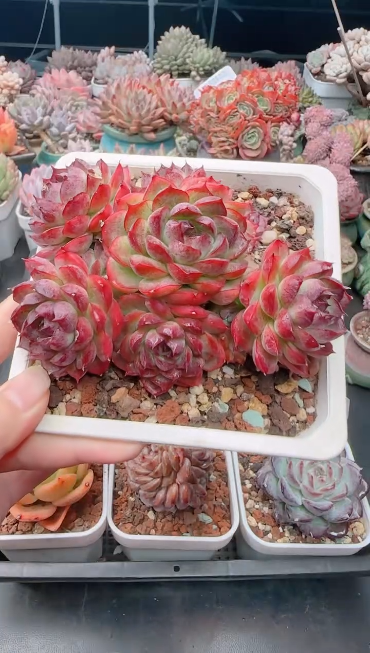 【闪购商品】5517.