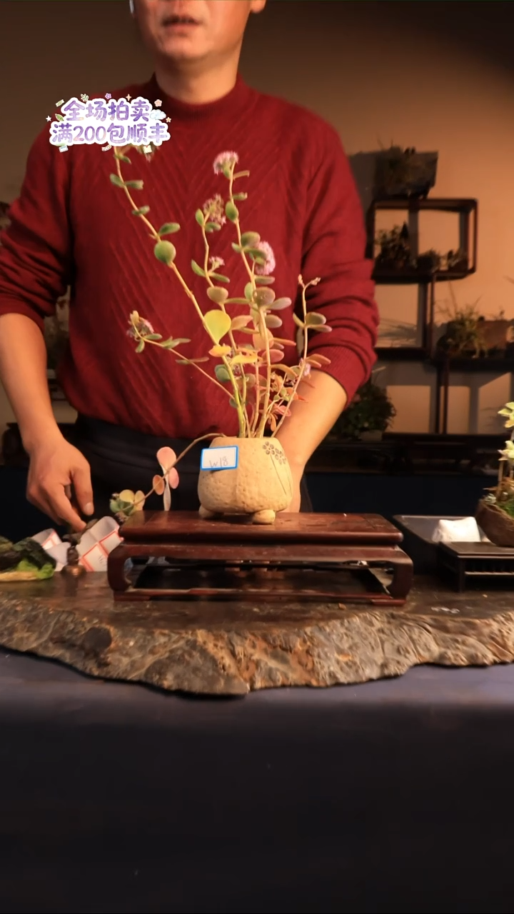 完全开放W18草本植物 不包邮