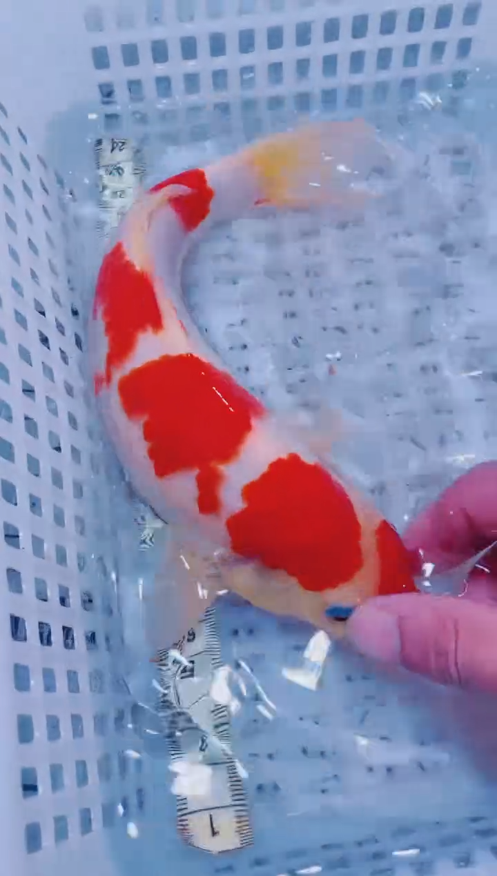 锦鲤血统锦鲤全场包邮119