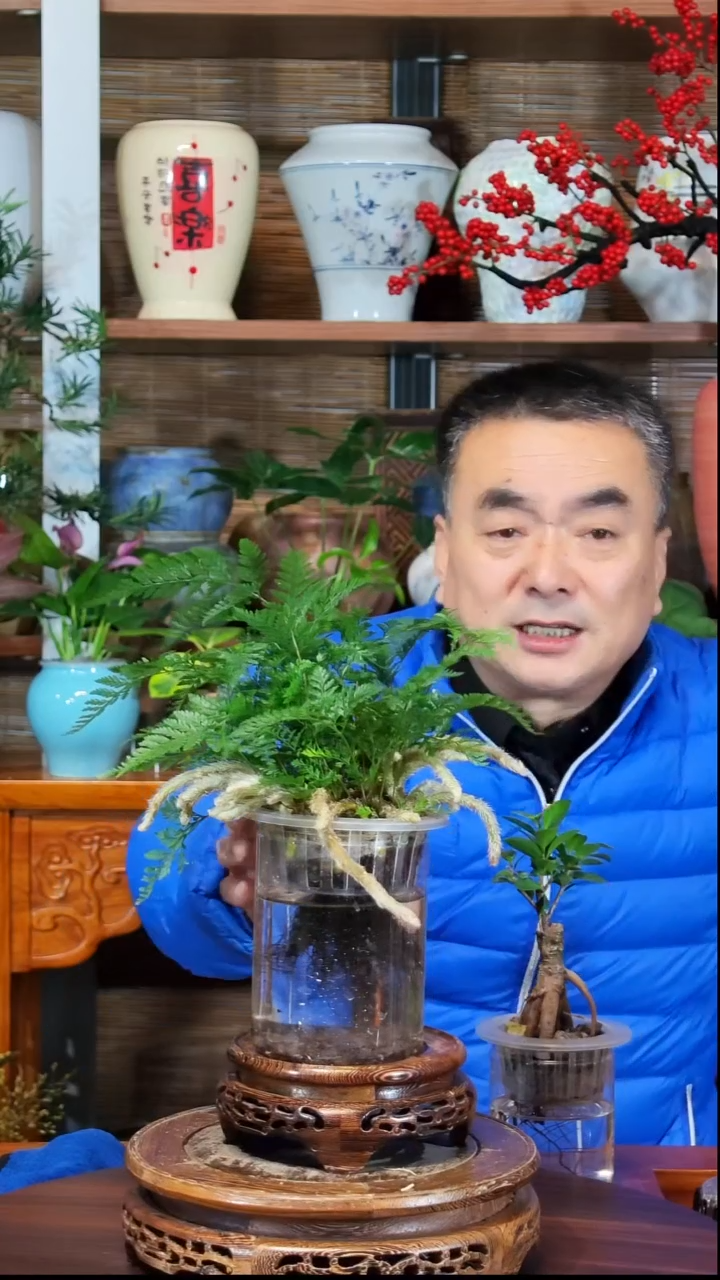 无花朵爱****帝水之韵水培狼尾蕨不带瓶