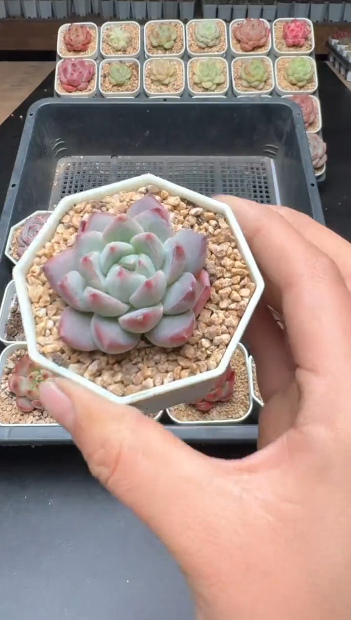 【闪购商品】889B物拍多肉带盆土5.5杯拍3颗包柚