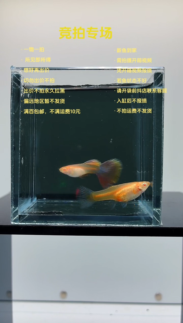 孔雀鱼金粉一对-70