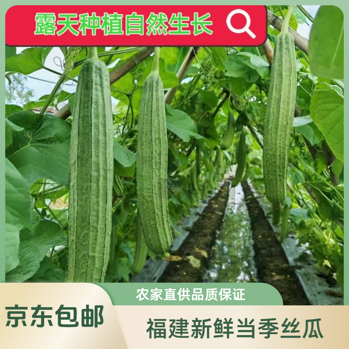 福建新鲜棱角丝瓜八角瓜白玉大肉当季丝瓜农家新鲜时令蔬菜3斤
