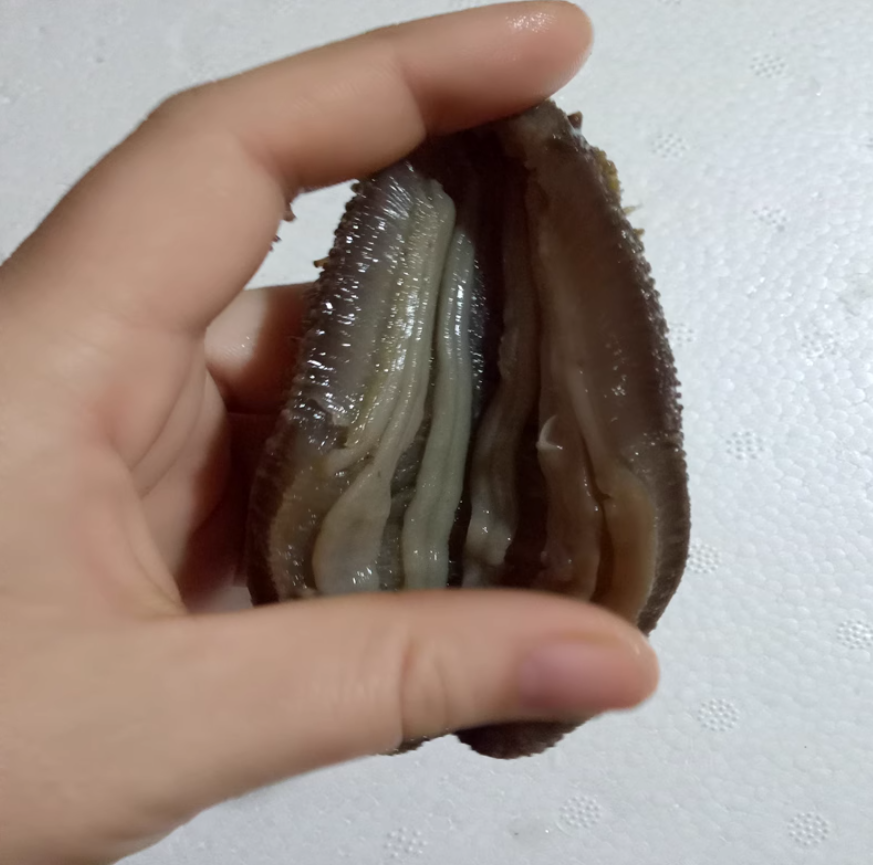 渤海湾海参鲜食海参即食海参一斤25-30