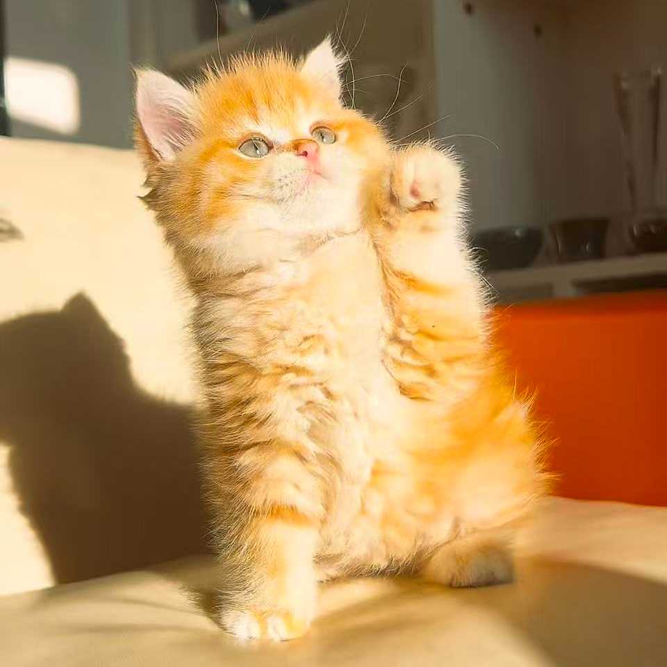 活体精品猫咪（直播间选猫链接）