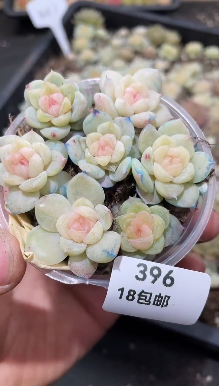 396翡灯1     量拍
