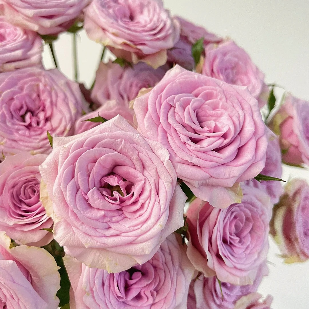 【多头莱拉】紫色淡雅玫瑰    云南基地直发一单就包邮 鲜切玫瑰