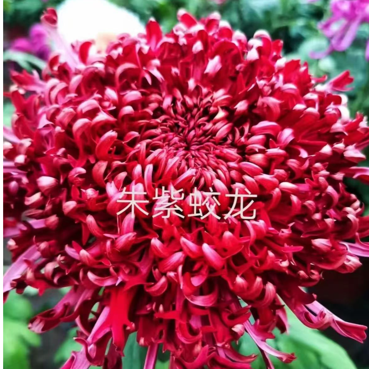 【朱紫蛟龙】菊花盆栽带花苞发货大花特色花卉绿植