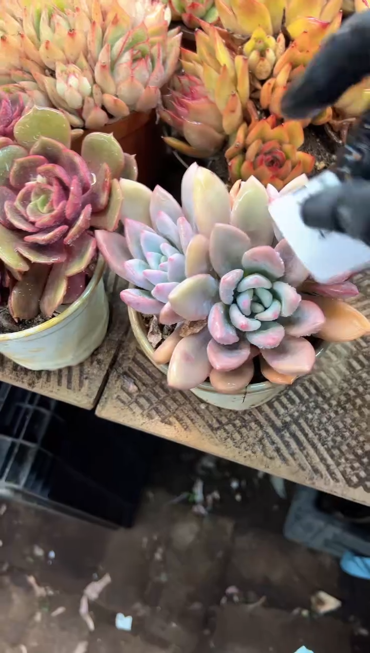 齐*多肉植物一物一拍17354