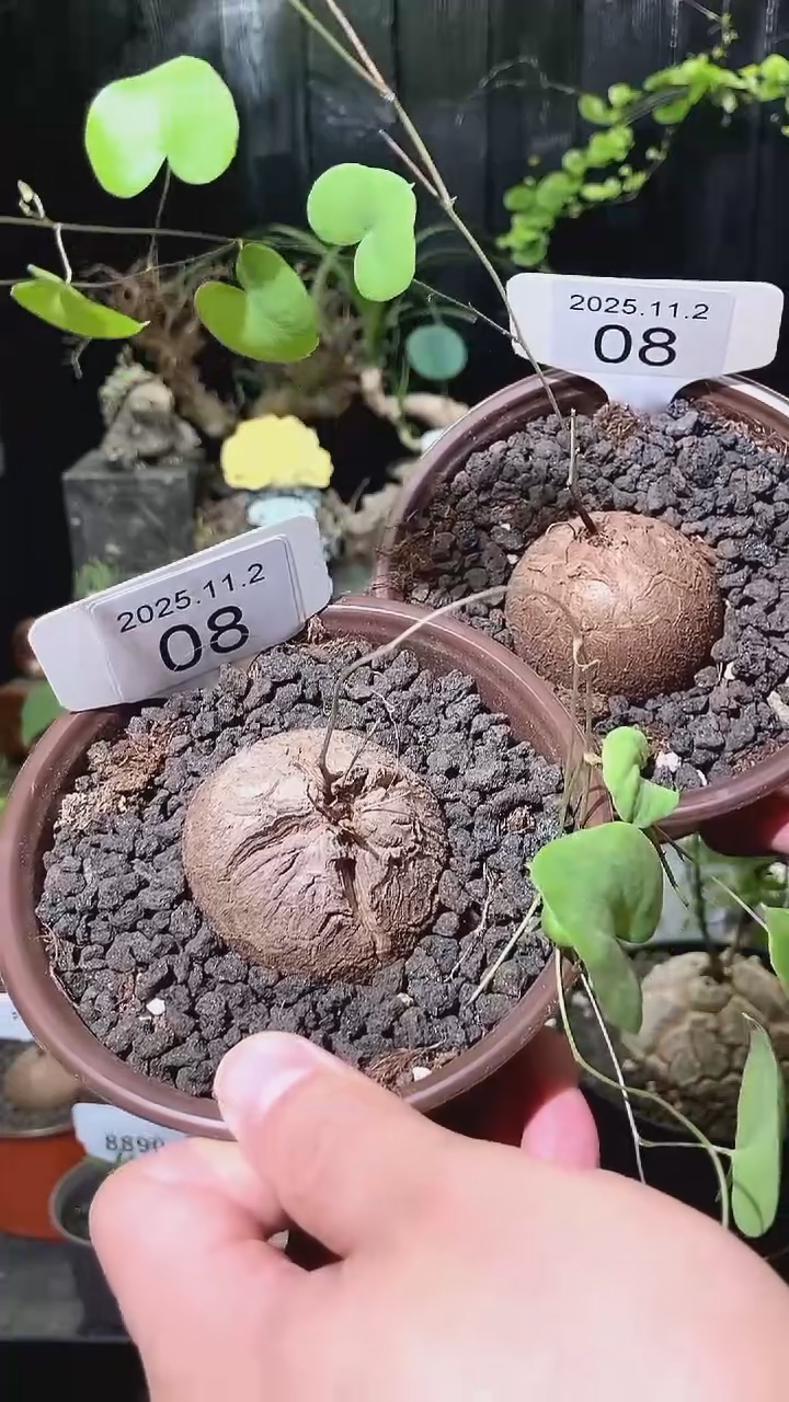 08号1102福利特价南非龟甲龙套餐