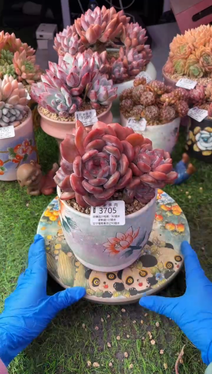 昆明印象多肉3705