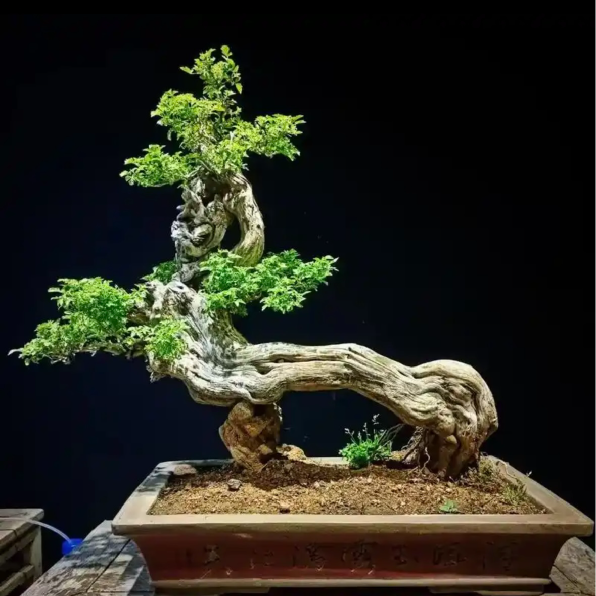 精品黄荆付米链接(偏远地区不发货）