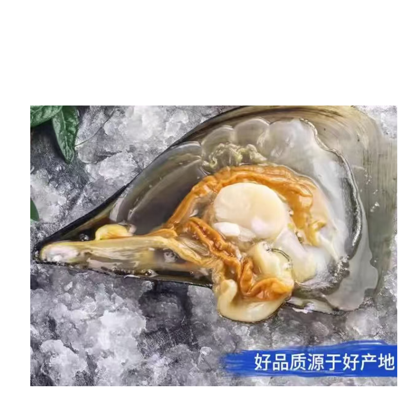 【郭老三东李店】青岛当地野生带子-活江瑶贝1只-青岛同城