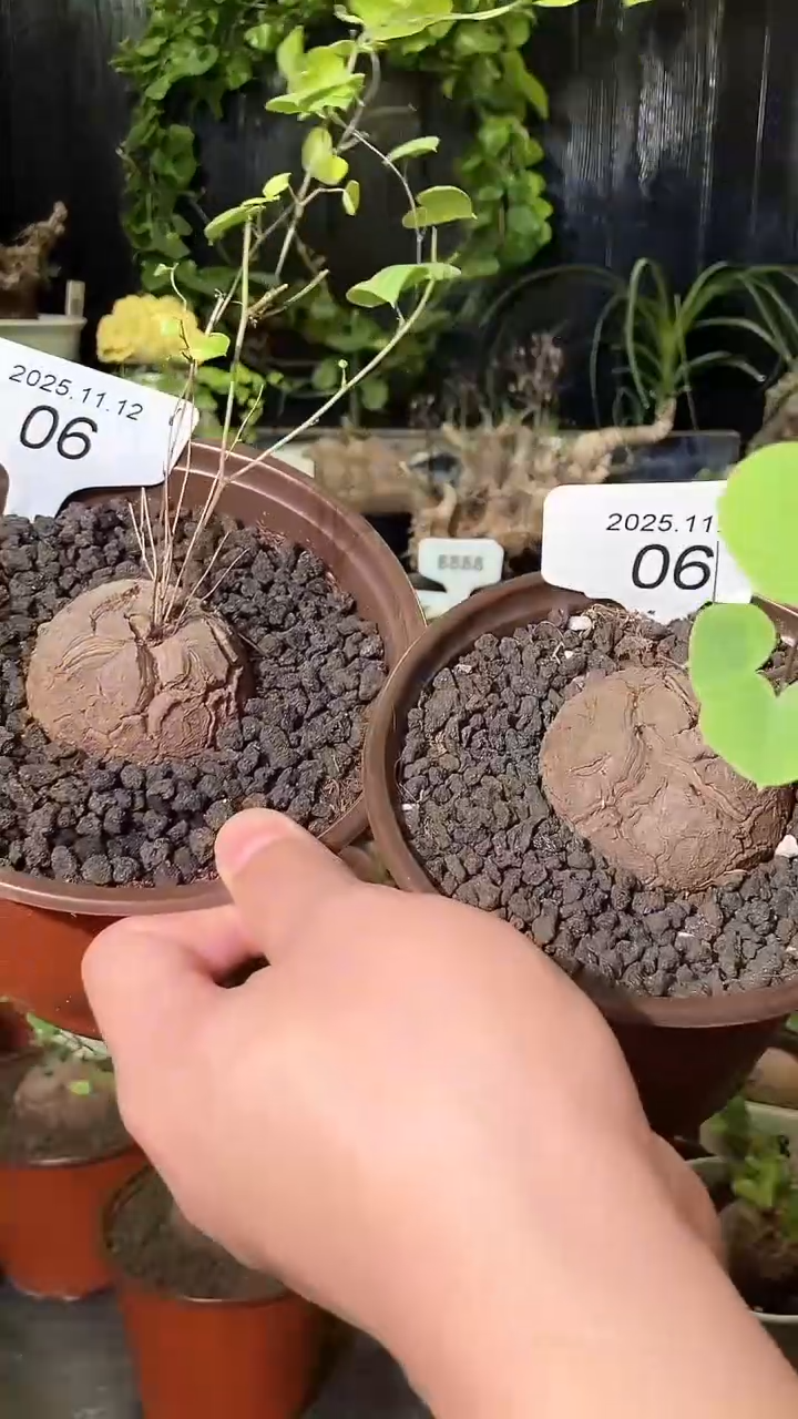 06号1112福利南非龟甲龙买一送一送盲盒