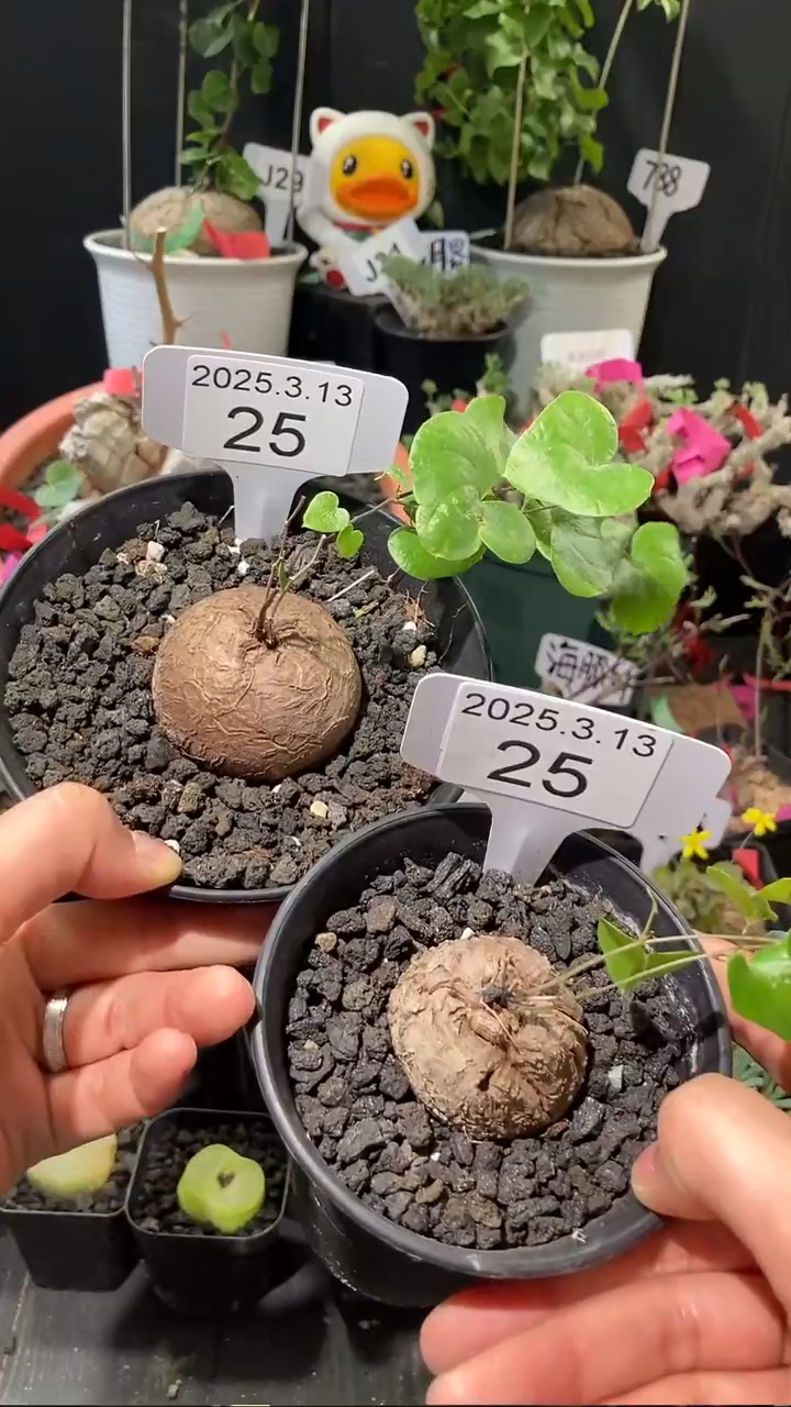 【闪购商品】南非龟甲龙3.13.25