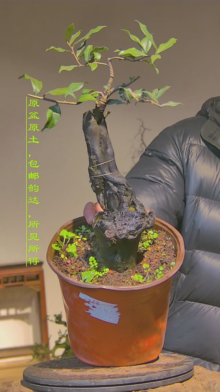 【闪购商品】金弹子