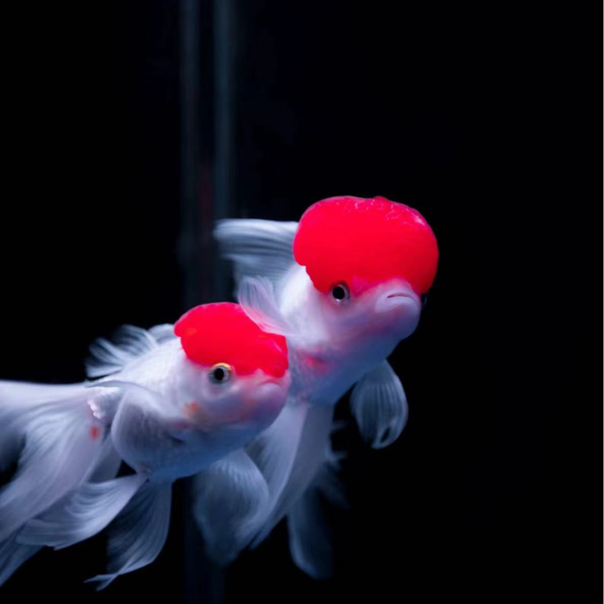 好养耐活观赏鱼冷水鱼