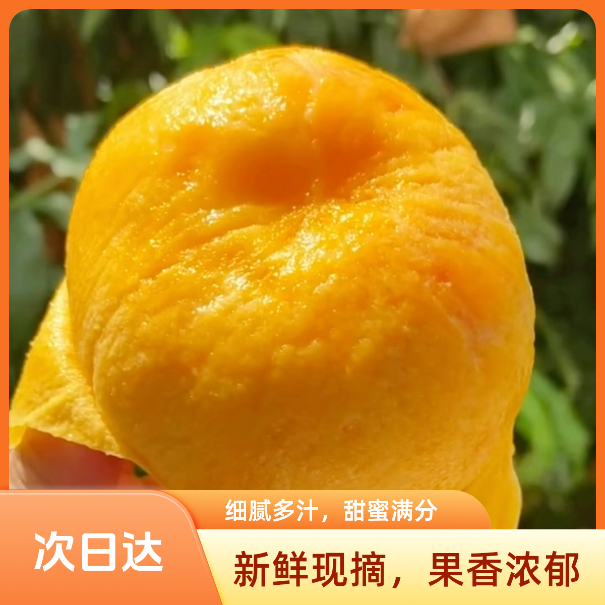 【顺丰包邮】新鲜黄桃 黄金蜜桃 现摘现发 软甜多汁 做黄桃罐头吃-G