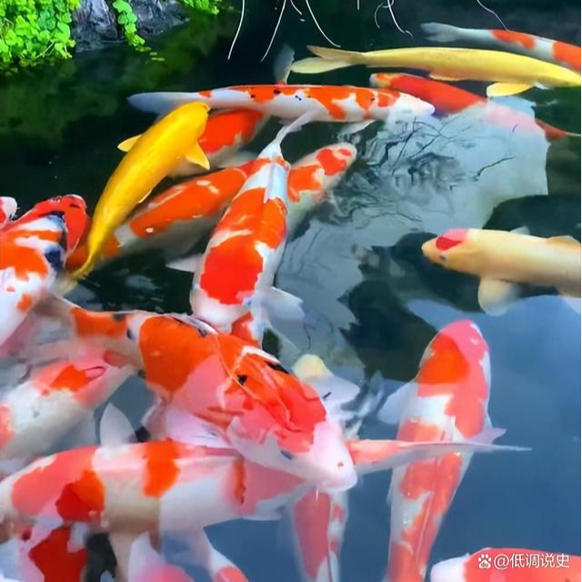 【直播选鱼】多种颜色混合搭配观赏鱼淡水冷水鱼好养耐活