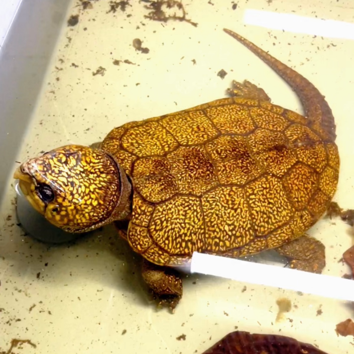 大头鹰嘴龟活龟活体乌龟平胸龟乌龟大头龟