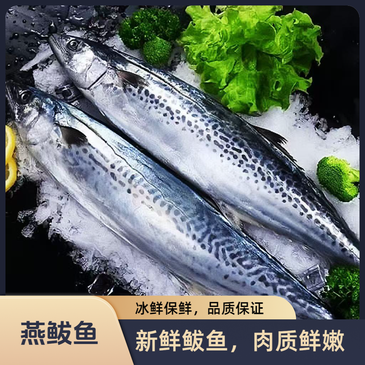 【正宗燕鲅鱼】新鲜速冻马鲛鱼（1-1.5斤/斤）无冰衣不破肚连云港发货