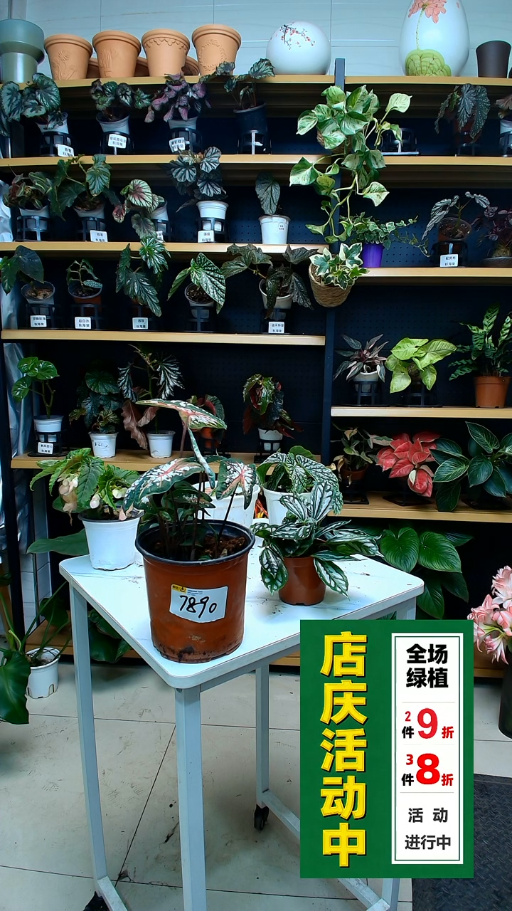 完全开放福****₆卡罗琳娜彩叶芋