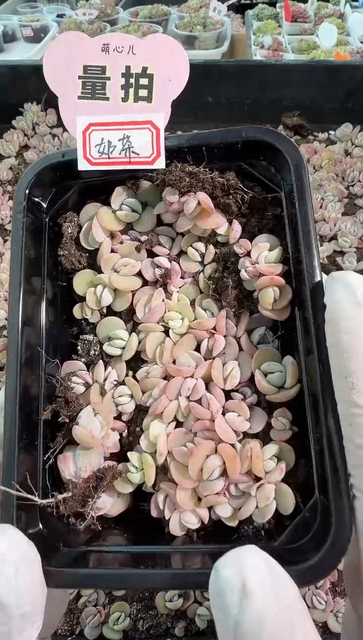 奶茶切糕1盒 量拍多肉植物