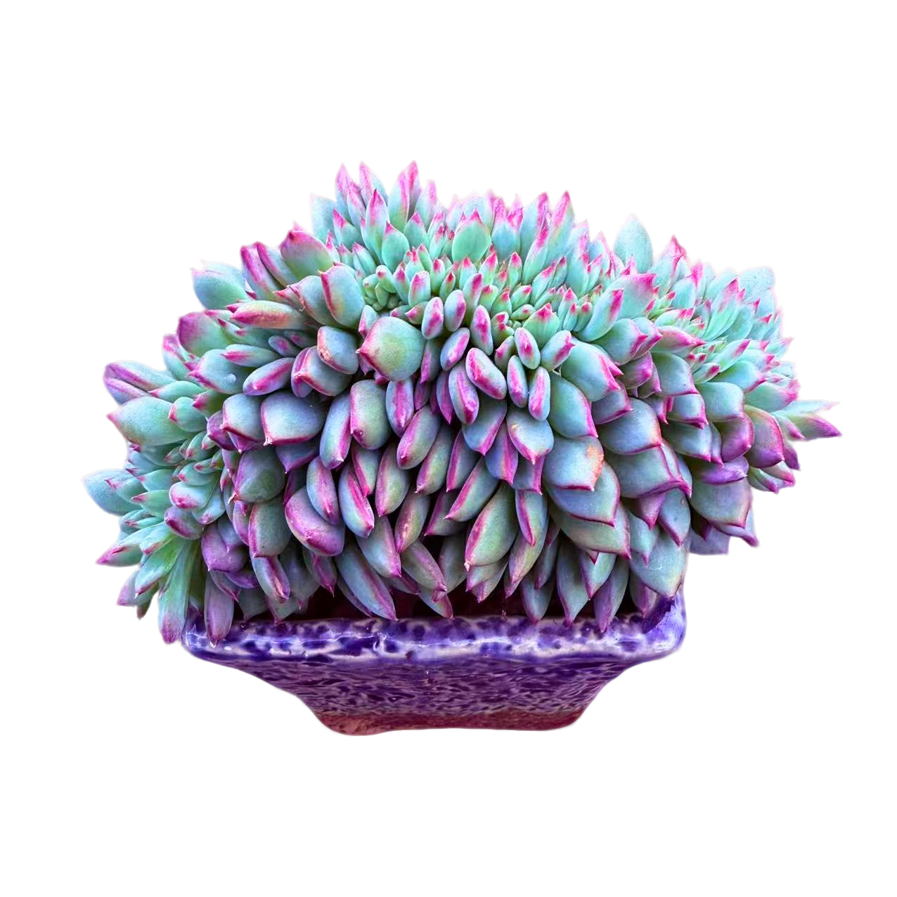 红拉糖缀化精品多肉 新手好养满9.9包邮以直播间标准发精选精养