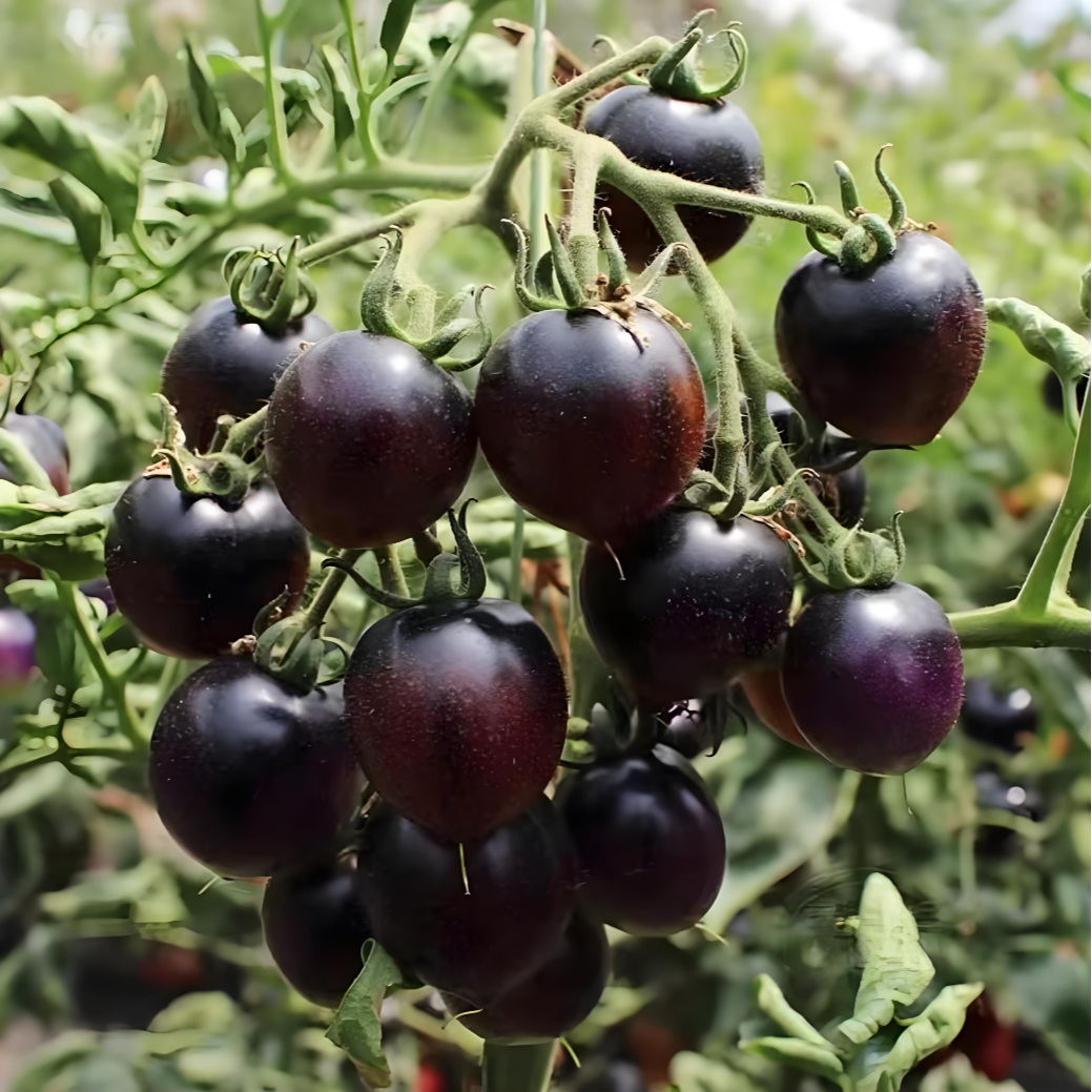 【蓝莓番茄种子】四季种植阳台花园小院盆栽地栽