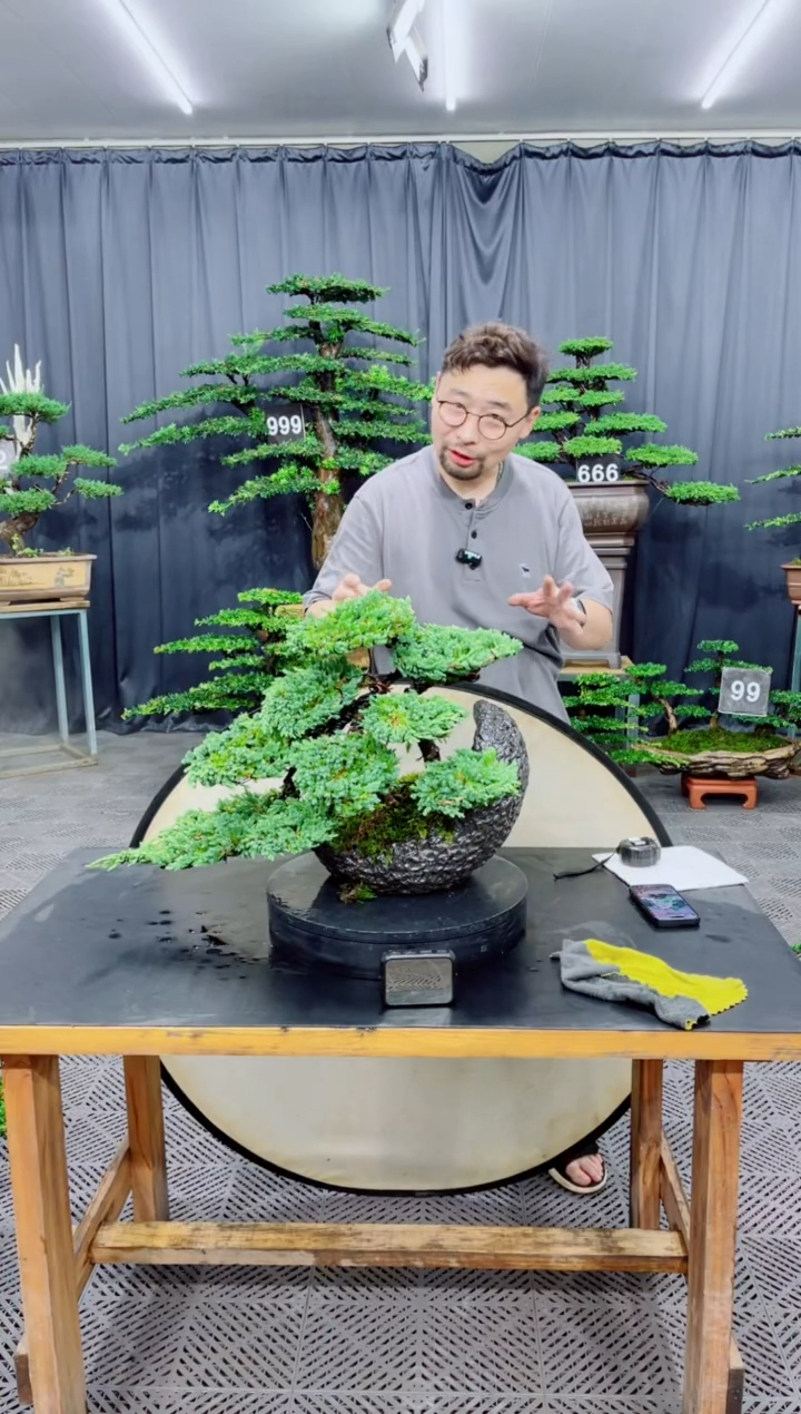无花朵珍珠柏盆景....