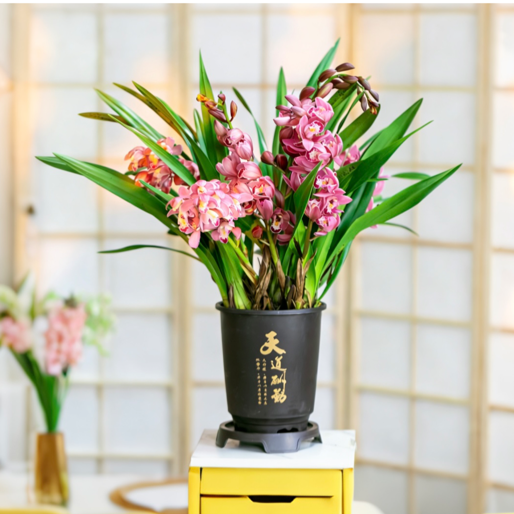 【京东快递】3-5支花剑红宝石年宵花浓香大花惠兰带花苞室内绿植